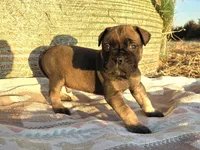 Mack, a male Bullmastiff for sale in Saint Francis, KS – Photo 3 of 8