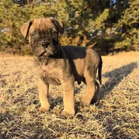 Mack the Magnificent, a male Bullmastiff for sale in Saint Francis, KS – Photo 8 of 10