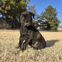 Marvelous Moxie, a female Bullmastiff for sale in Saint Francis, KS – Photo 2 of 9