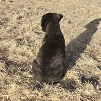 Marvelous Moxie, a female Bullmastiff for sale in Saint Francis, KS – Photo 4 of 9