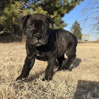 Marvelous Moxie, a female Bullmastiff for sale in Saint Francis, KS – Photo 9 of 9