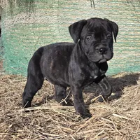Marvelous Moxie, a female Bullmastiff for sale in Saint Francis, KS – Photo 1 of 9