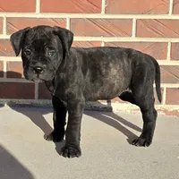 Marvelous Moxie, a female Bullmastiff for sale in Saint Francis, KS – Photo 5 of 9