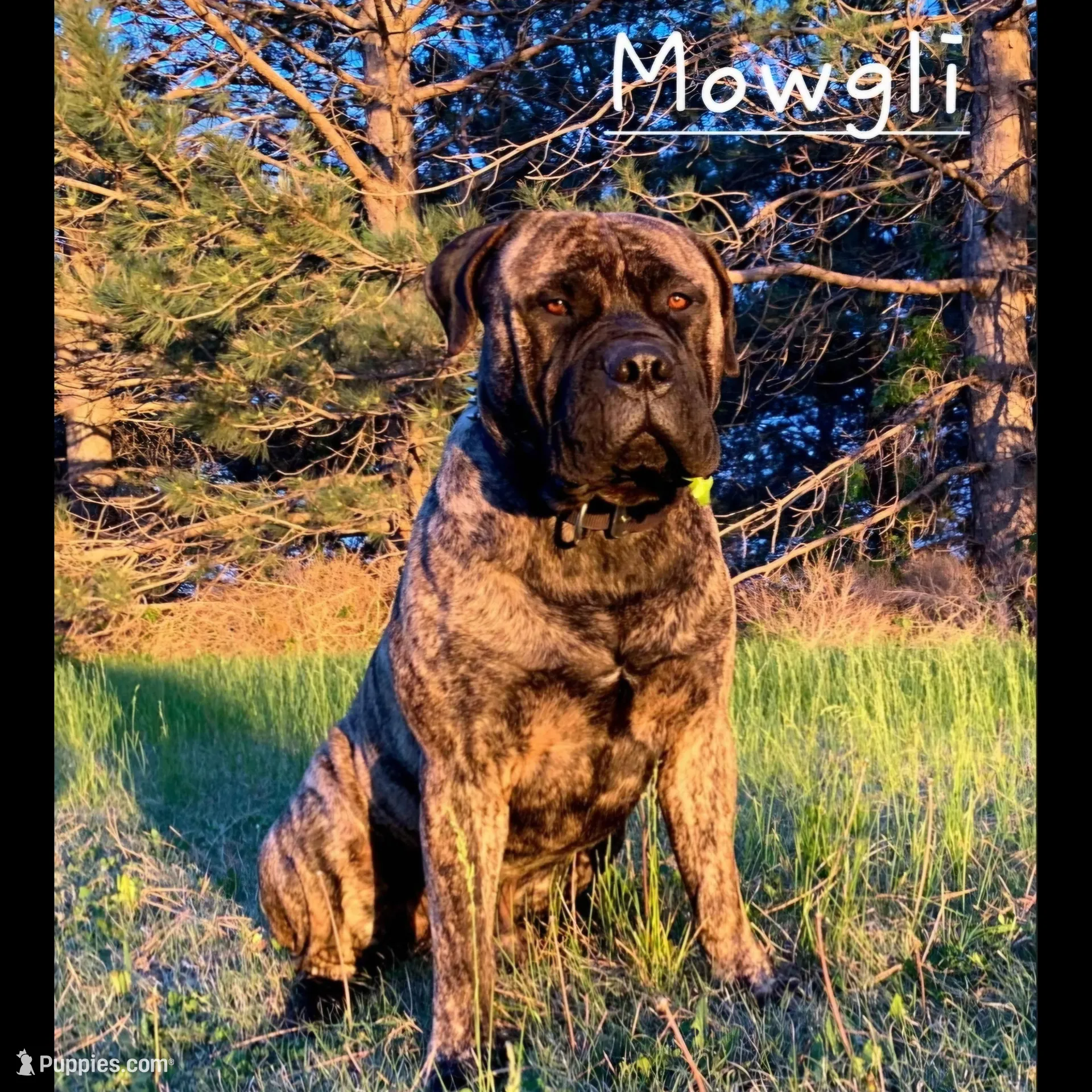 Moxie, a female Bullmastiff for sale in Saint Francis, KS – Photo 6 of 6