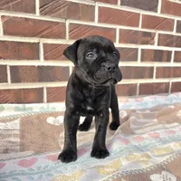 Moxie, a female Bullmastiff for sale in Saint Francis, KS – Photo 3 of 6