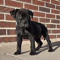 Marvelous Moxie, a female Bullmastiff for sale in Saint Francis, KS – Photo 3 of 9