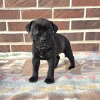 Moxie, a female Bullmastiff for sale in Saint Francis, KS – Photo 4 of 6