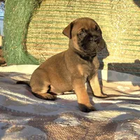 Marvin, a male Bullmastiff for sale in Saint Francis, KS – Photo 2 of 7