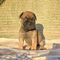 Marvin, a male Bullmastiff for sale in Saint Francis, KS – Photo 4 of 7