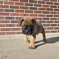 Marvelous Marvin, a male Bullmastiff for sale in Saint Francis, KS – Photo 3 of 8