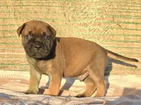 Marvin, a male Bullmastiff for sale in Saint Francis, KS – Photo 3 of 7
