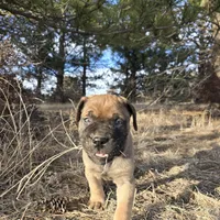 Marvelous Marvin, a male Bullmastiff for sale in Saint Francis, KS – Photo 5 of 8