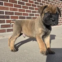 Marvelous Marvin, a male Bullmastiff for sale in Saint Francis, KS – Photo 2 of 8