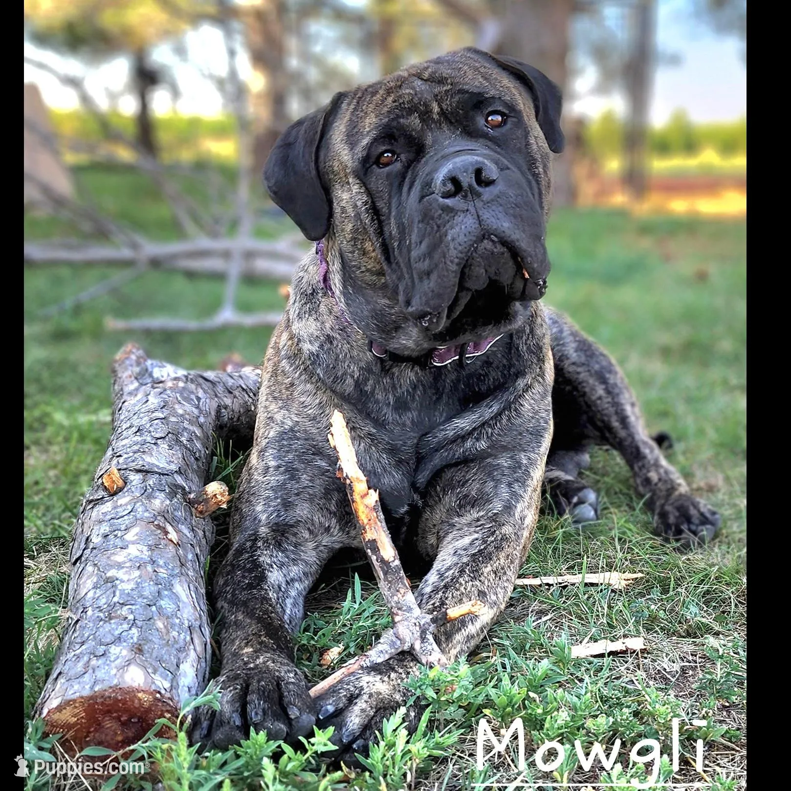 Marvin, a male Bullmastiff for sale in Saint Francis, KS – Photo 6 of 7