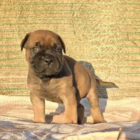 Marvin, a male Bullmastiff for sale in Saint Francis, KS – Photo 1 of 7