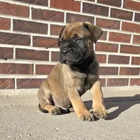 Marvelous Marvin, a male Bullmastiff for sale in Saint Francis, KS – Photo 4 of 8