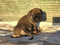 Marvin, a male Bullmastiff for sale in Saint Francis, KS – Photo 5 of 7