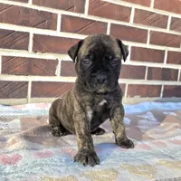 Jack, a male Bullmastiff for sale in Saint Francis, KS – Photo 3 of 6