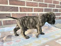 Jack, a male Bullmastiff for sale in Saint Francis, KS – Photo 2 of 6