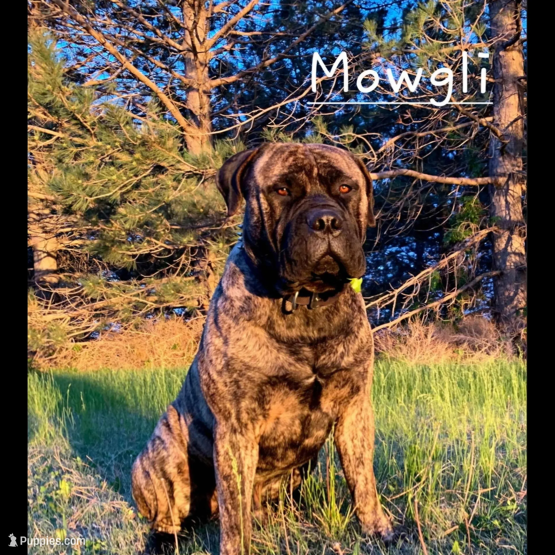 Jack, a male Bullmastiff for sale in Saint Francis, KS – Photo 5 of 6