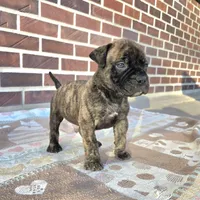 Jack, a male Bullmastiff for sale in Saint Francis, KS – Photo 1 of 6