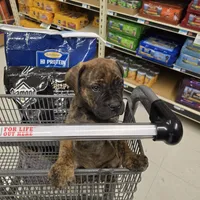 Rockin Roxy , a female Bullmastiff for sale in Saint Francis, KS – Photo 3 of 10