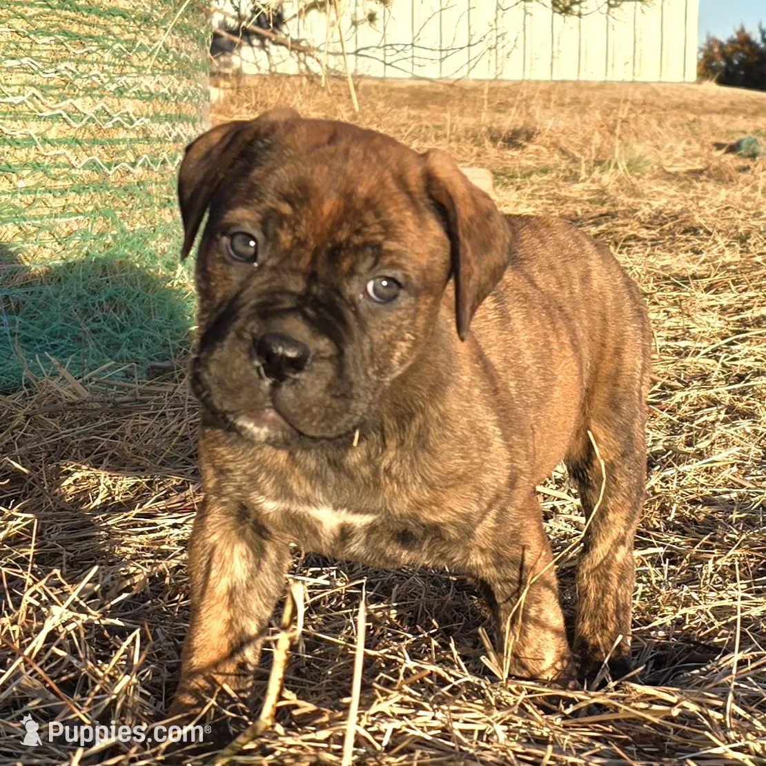 Rockin Roxy , a female Bullmastiff for sale in Saint Francis, KS – Photo 5 of 10