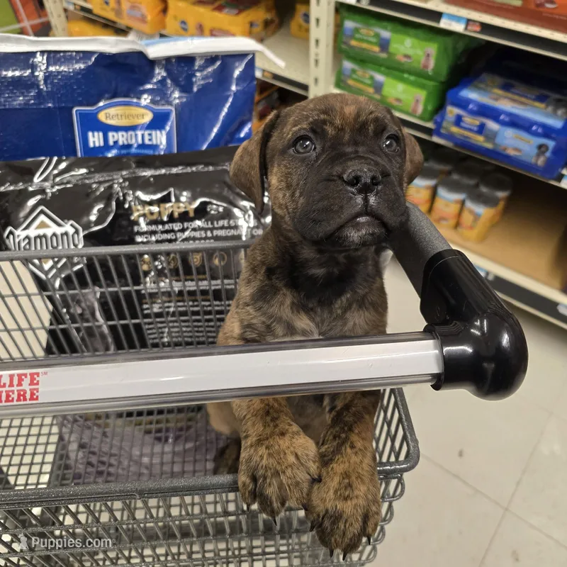 Rockin Roxy  – Bullmastiff puppy for sale in Saint Francis, KS