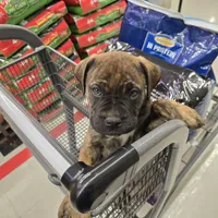 Rockin Roxy , a female Bullmastiff for sale in Saint Francis, KS – Photo 4 of 10