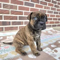 Roxy, a female Bullmastiff for sale in Saint Francis, KS – Photo 2 of 5