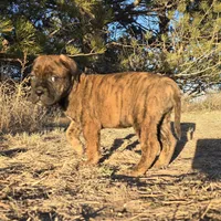 Rockin Roxy , a female Bullmastiff for sale in Saint Francis, KS – Photo 8 of 10
