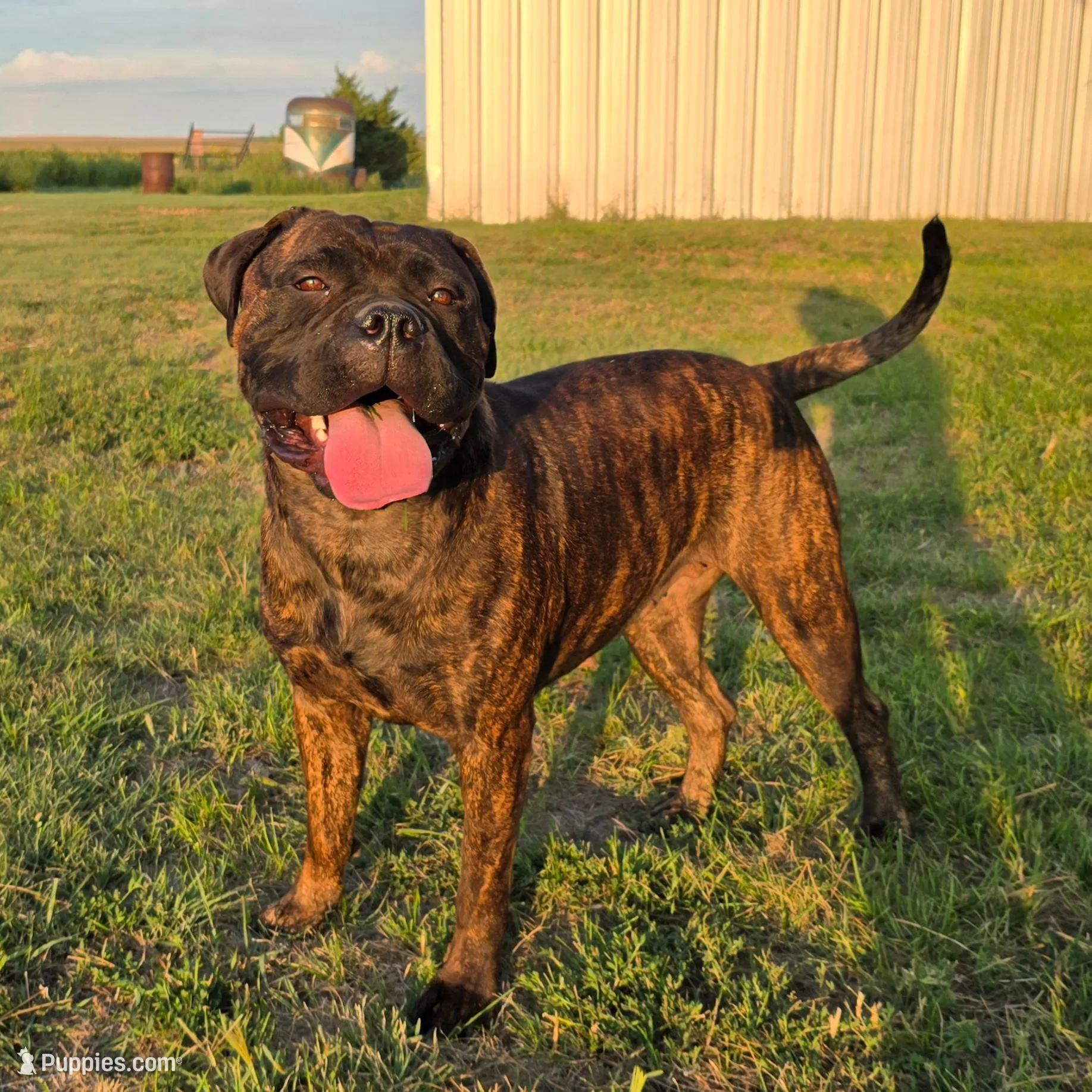 Storm, a female Bullmastiff for sale in Saint Francis, KS – Photo 8 of 8