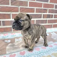 Storm, a female Bullmastiff for sale in Saint Francis, KS – Photo 6 of 8