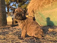 Stellar Stormy, a female Bullmastiff for sale in Saint Francis, KS – Photo 2 of 9