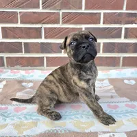 Storm, a female Bullmastiff for sale in Saint Francis, KS – Photo 3 of 8