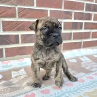Storm, a female Bullmastiff for sale in Saint Francis, KS – Photo 5 of 8