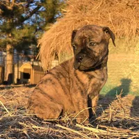 Stellar Stormy, a female Bullmastiff for sale in Saint Francis, KS – Photo 3 of 9