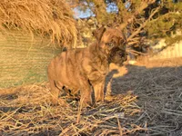 Stellar Stormy, a female Bullmastiff for sale in Saint Francis, KS – Photo 4 of 9