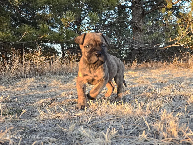 Stellar Stormy – Bullmastiff puppy for sale in Saint Francis, KS
