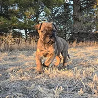 Stellar Stormy, a female Bullmastiff for sale in Saint Francis, KS – Photo 1 of 9