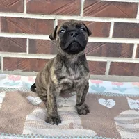 Storm, a female Bullmastiff for sale in Saint Francis, KS – Photo 1 of 8