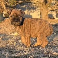 Stellar Stormy, a female Bullmastiff for sale in Saint Francis, KS – Photo 5 of 9