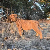 Stellar Stormy, a female Bullmastiff for sale in Saint Francis, KS – Photo 7 of 9