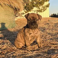 Stellar Stormy, a female Bullmastiff for sale in Saint Francis, KS – Photo 6 of 9