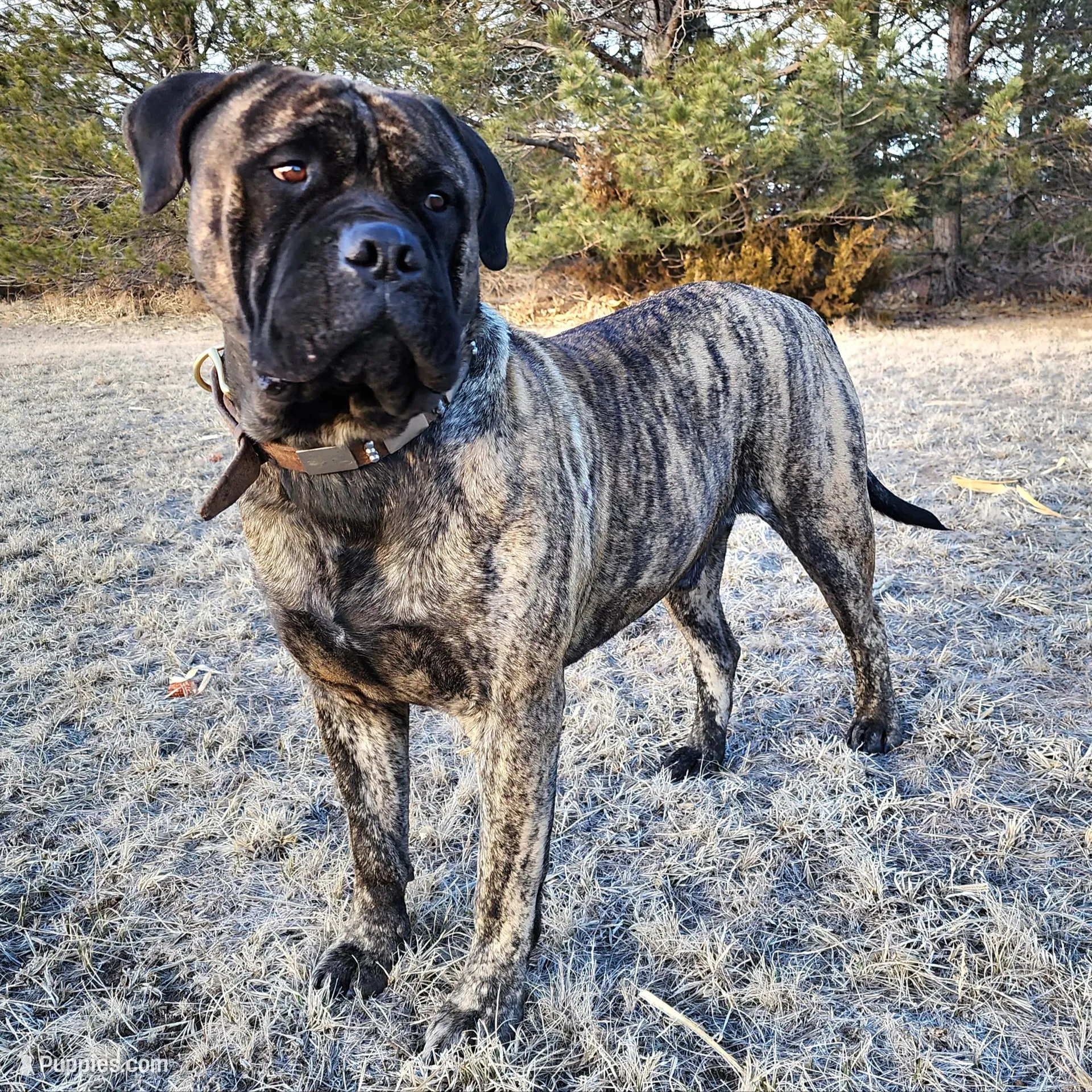 Mello, a male Bullmastiff for sale in Saint Francis, KS – Photo 7 of 7