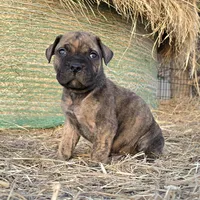 Mello Yello , a male Bullmastiff for sale in Saint Francis, KS – Photo 6 of 9