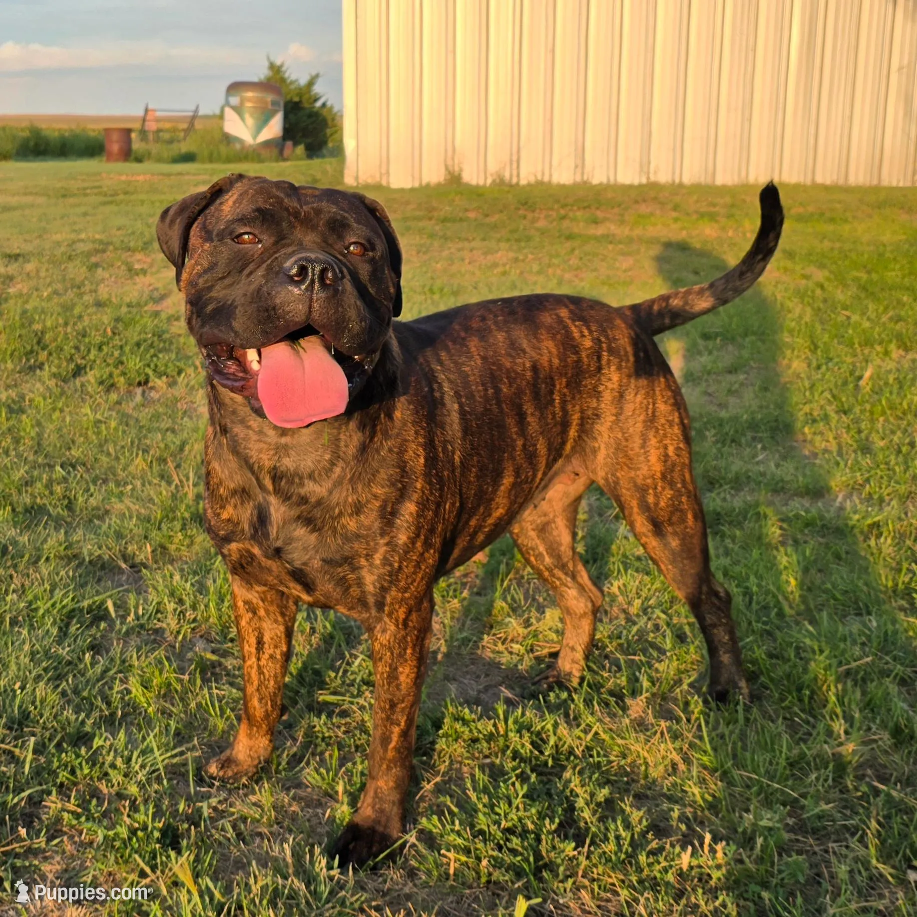 Mello, a male Bullmastiff for sale in Saint Francis, KS – Photo 6 of 7