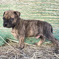 Mello Yello , a male Bullmastiff for sale in Saint Francis, KS – Photo 5 of 9