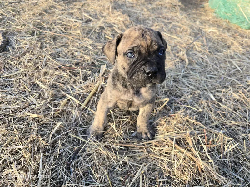 Mello Yello  – Bullmastiff puppy on hold in Saint Francis, KS