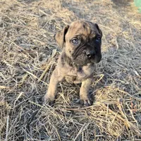 Mello Yello , a male Bullmastiff for sale in Saint Francis, KS – Photo 1 of 9